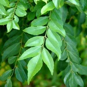benefits-of-curry-leaf