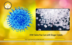 Swine-Flu-Shugar-C---05.02